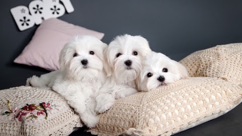 Non shedding Maltese puppies for re homing