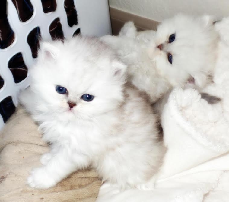  Two Beautiful Tortie Persian kittens available 