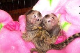 Baby Pygmy Marmoset Monkeys available for adoption