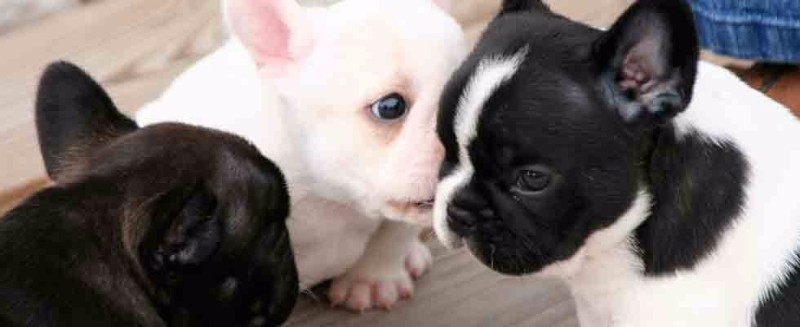 Healthy french bulldog puppies for rehoming now