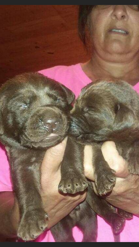 AKC Lab Puppies (Silver Factored) 400.00