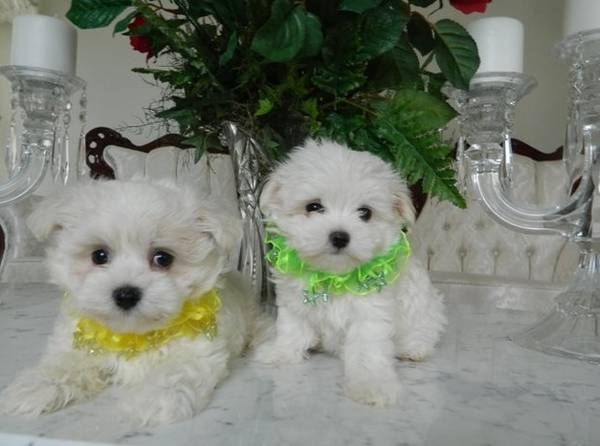 11 weeks old adorable male and female maltese pupp