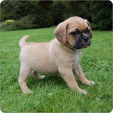 Clean Charming Male and Female Pug Puppies