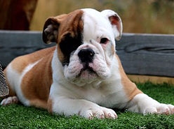 English Bulldog Puppies Available and  Cheap