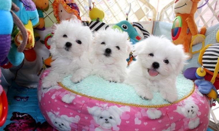 Quality Maltese puppies available for good homes