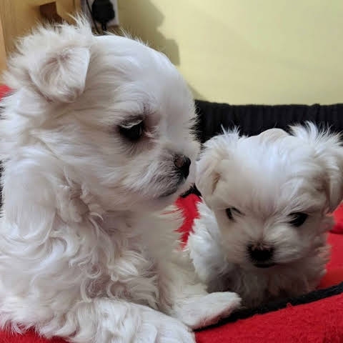Teacup maltese for rehoming 