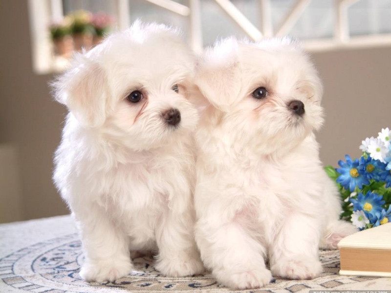 Nice and Healthy Maltese Puppies