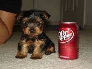 Gorgeous Tcup Yorkshire Terrier Puppies
