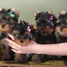 Yorkies Pups Available Call or Text 802-242-3083