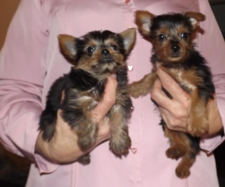   Absolutely Yorkshire Terrier Puppie (646) 493-13