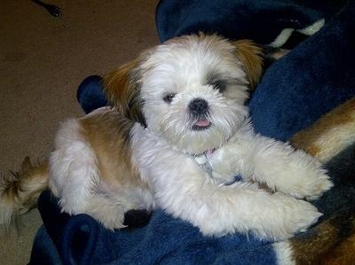 Baby Shih Tzu1.jpg