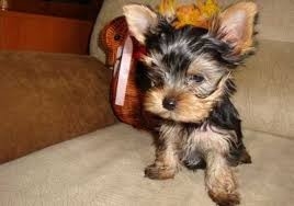 Male and female yorkie puppy for free adoption 