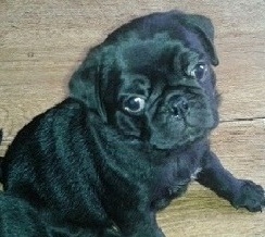 Adorable Male And Female Pug puppies