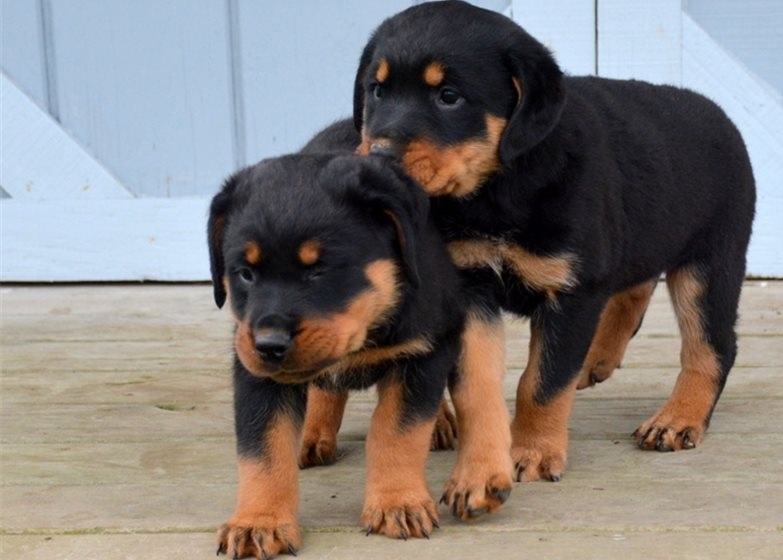 Purebred  Rottweiler Puppies for Sale